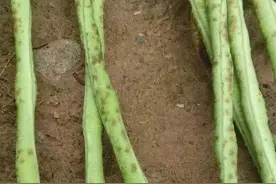 植保大讲堂 | 你想种出身价暴涨的葱、姜、蒜吗，学会这个很重要！图片