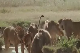 没有雄狮保护的狮群，遇见两个流浪汉，结果可想而知