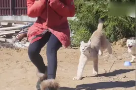 猞猁和狗一起尽情玩耍，它跑起来像个小坦克，狗狗根本扛不住！视频封面