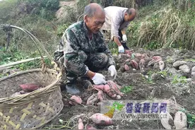 磐安：“红皮白心”番薯在高二试种成功图片