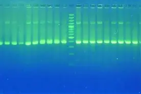 创新技术捕捉细胞的DNA指纹图片
