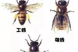 《成份小教室》蜂王乳图片