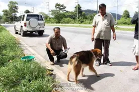 狗狗途中掉下车 路边苦等主人7个月图片