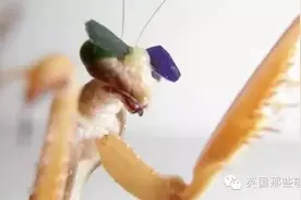 耗资千万给螳螂戴上3D眼镜 证明复眼也有三维视觉图片