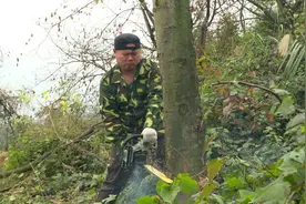 砍完树木后留下的树根，到底要怎么处理呢？今天总算知道了视频封面