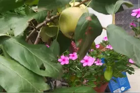 苹果葫芦一母生视频封面