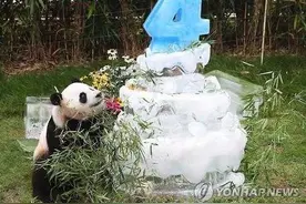 爱宝乐园首为旅韩熊猫庆生 特制三层冰块竹子蛋糕(tu图片