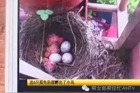 合肥翠庭园两只黑鸟在居民家窗台做窝孵小鸟 却引来一堆怪虫图片