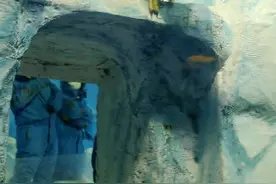 极地馆企鹅解暑冰岩跳水一身爽图片