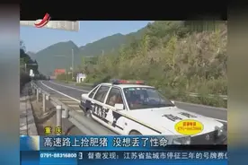 高速路上捡肥猪 没想丢了性命视频封面