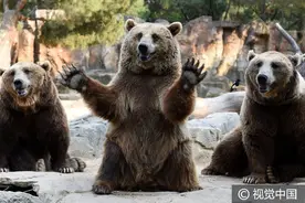 “熊大”“熊二”和“翠花” 求抱抱 求喂食！图片