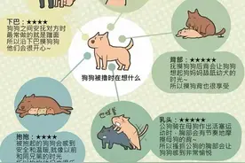 狗狗被摸的时候，心里在想什么？图片
