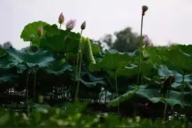 中共淮南市委常委扩大会议召开|淮南高考文理第一名双双收到通知书图片