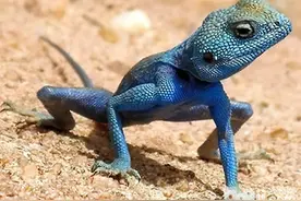 几种蜥蜴的饲养方法图片