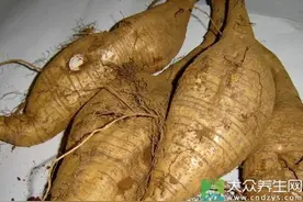 江西挖出巨型葛根 葛根食用禁忌是什么图片