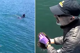 美搜救人员帮助走失海獭幼崽找到母亲图片