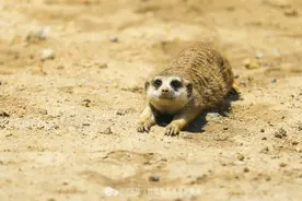 丁满 非洲草原的哈库拉马塔塔图片