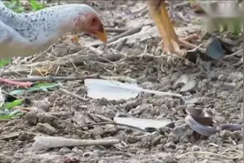 彪悍大公鸡大战眼镜蛇，几个回合啄死眼镜蛇并吃掉，真霸气！