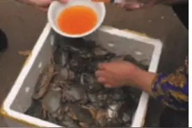 螃蟹注水不可信 注水后几分钟就死图片