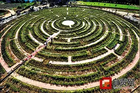 团结镇玫瑰花迷宫呼之欲出图片