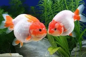 我的金鱼为啥总把鱼食吃进去又吐出来呢？在玩吗？图片