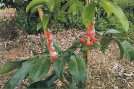 北流：荔农加固嫁接新枝图片