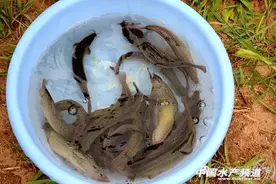 山西无土繁育养殖泥鳅获得成功图片