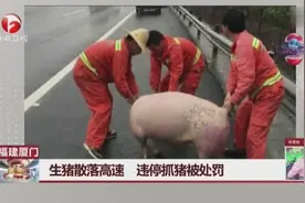 高速违停抓猪被处罚，散落的猪该不该抓？视频封面