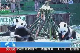 憨态可掬！广东大熊猫三胞胎迎来两周岁 相当于六七岁儿童图片