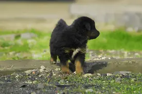 作为一种特殊的种类，狼狗幼犬的饲养需要注意哪些问题？图片