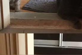 偷吃零食被猫咪发现了！竟然用这种眼神看着我！好怕怕！图片