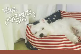 狗狗才是无敌睡神，每天至少要睡15个小时