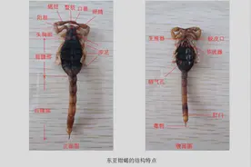 蝎子会游泳吗？我想你一定不知道，快戳进来看看吧图片