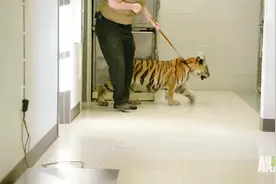 小老虎第一次进医院，被打针各种不合作，老虎不发威当我是病猫啊图片