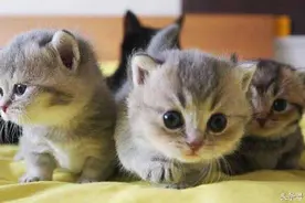 三只可爱的猫星肉肉小团子图片