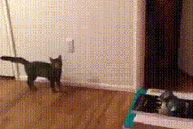 搞笑Gif：小动物们被吓着的模样，一个个懵逼的可爱！图片