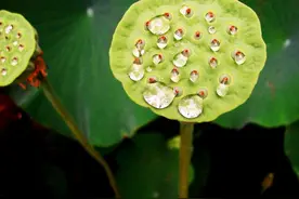 莲蓬正当时，吃了莲子丢了莲房真可惜！图片