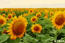 东湖向日葵开了，把淮北的夏天美出了新高度图片