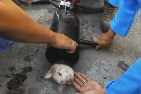 这狗被卡铁管内出不来，最后用肥皂水润滑才得救。图片