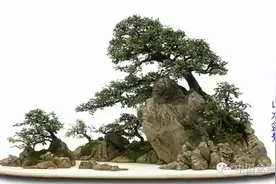 青山绿水涌清凉：山水盆景欣赏图片