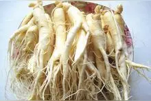 中药系列之一：人参的功效及作用图片