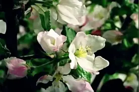 红花与藏红花仅一字之差，身价却高出千倍图片