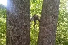 日本动物园的小浣熊还会举手要吃的，真是天生的萌货！图片