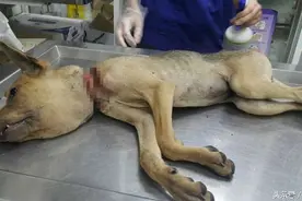 小狗被橡皮筋勒住脖子差点死掉，罪魁祸首居然是我们随手扔的垃圾图片