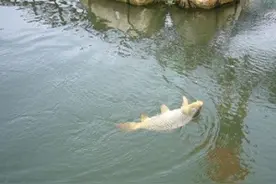 关于野钓引逗法的技巧你可能还不知道!图片