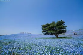 日本茨城县海滨公园——粉蝶花海图片