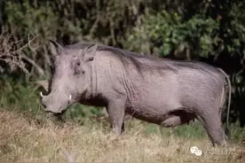 虽长得丑却是唯一能在数月没有水情况存活动物——疣猪图片