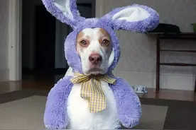 面瘫比格犬被主人频繁换装，虽然一脸严肃但还是很逗比图片