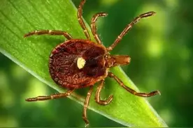 湖北发现22种“杀人蜱”！携带病毒的“吸血虫”远比你想象图片