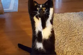 迷之画风，猫咪高举双爪：愚蠢的地球人，本喵在连线喵星图片